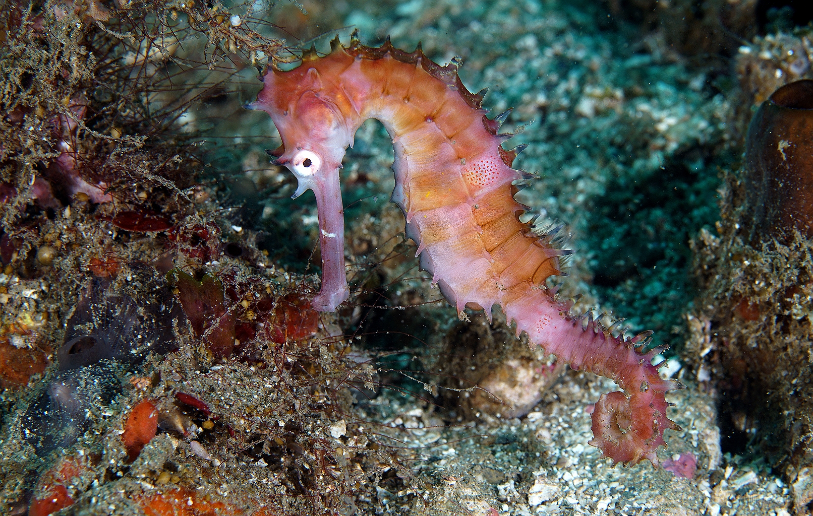 Banda Sea 2018 - DSC05491_rc - Thorny seahorse - Hyppocampe herisse - Hippocampus histrix.jpg